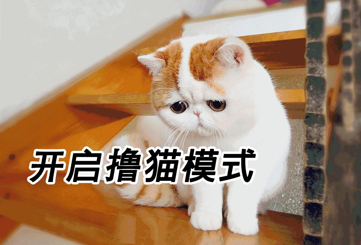 备孕期间养猫的危害,备孕期间养猫对胎儿有影响吗