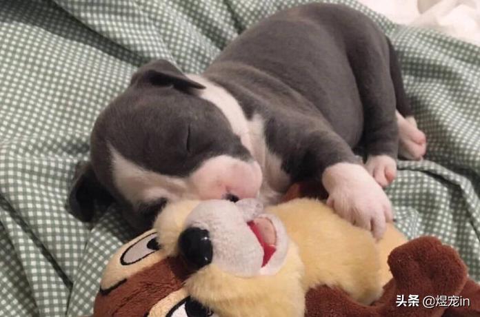 小区狗狗随处大小便怎么办,怎么让狗狗不随地大小便教程