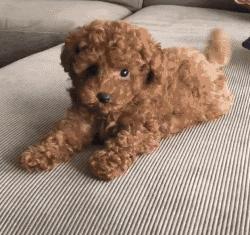 泰迪犬这7种肢体语言，所代表什么意思？很多人都不知道！