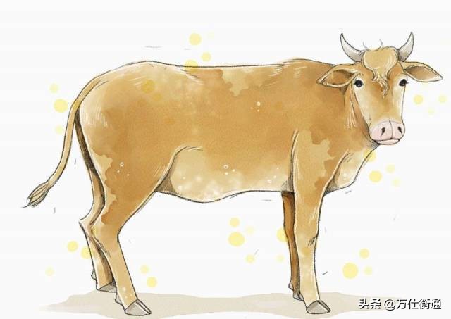 一头牛营养价值,一头牛的价值深度好文