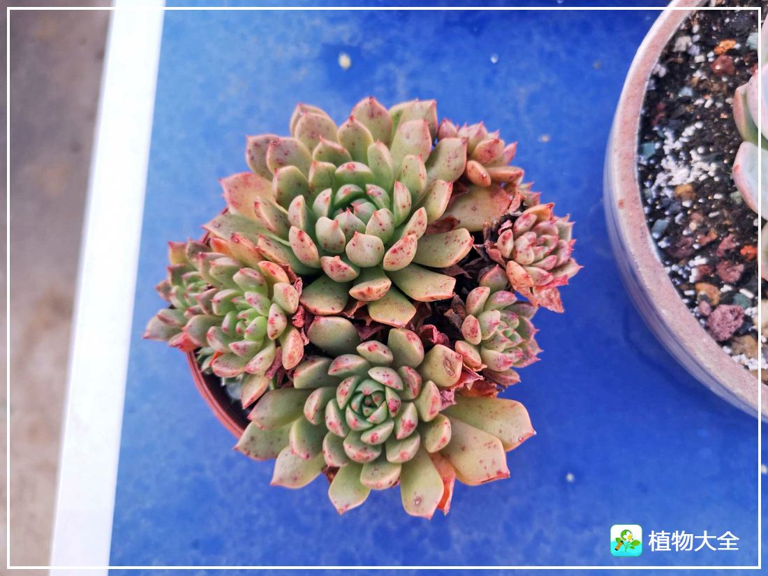 艾格尼亚多肉植物,多肉植物奥利维亚