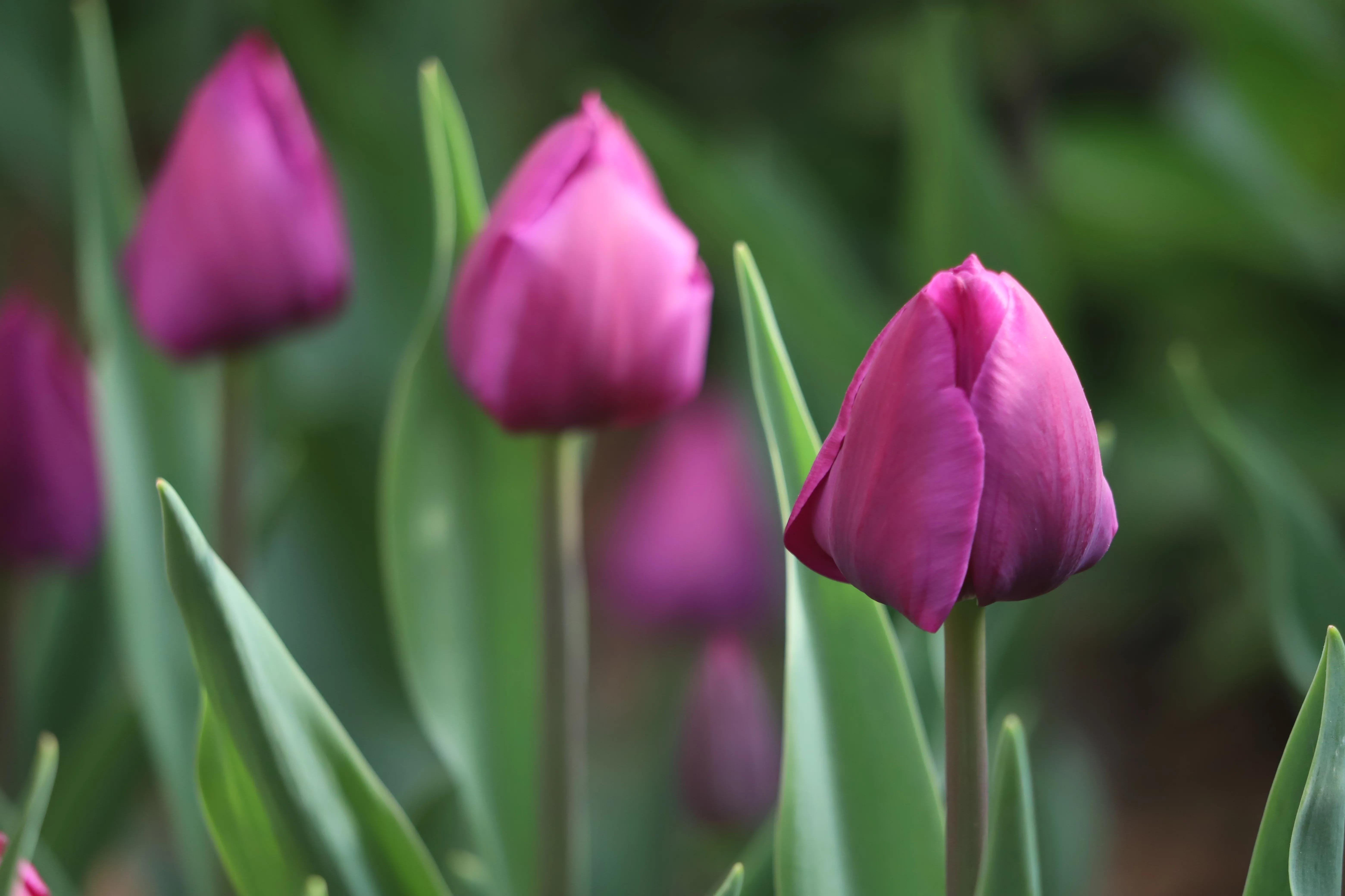 骏景花园116平米,骏景花园小区效果图
