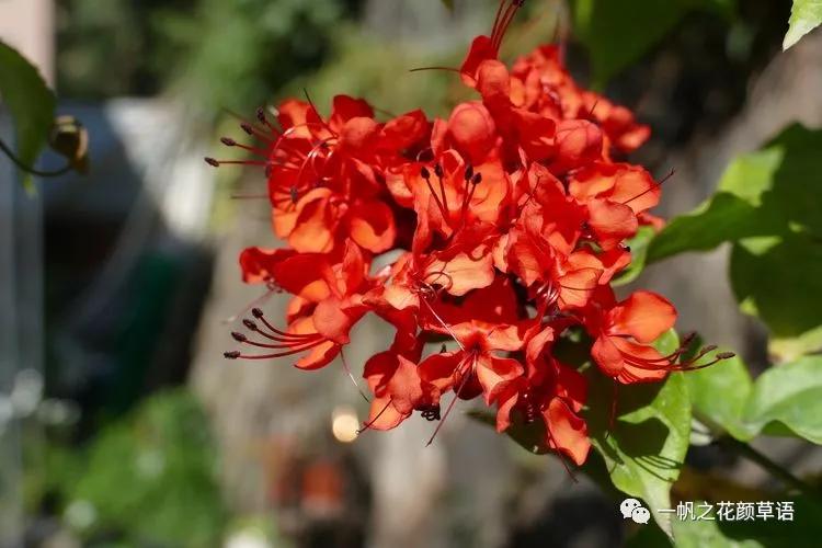 美丽赪桐(Clerodendrumspeciosissimum)