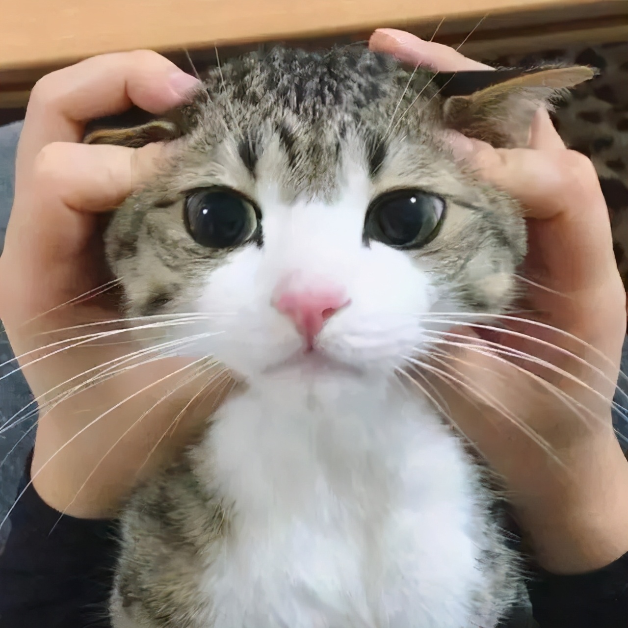 化毛膏是药品吗,化毛膏和片有啥区别