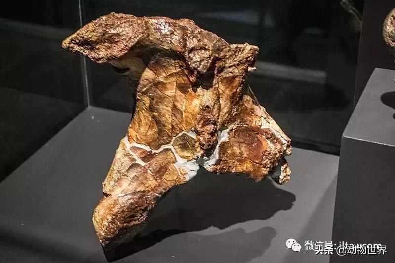 哈特斯哥翼龙比风神翼龙大吗,哈特兹哥翼龙复原图