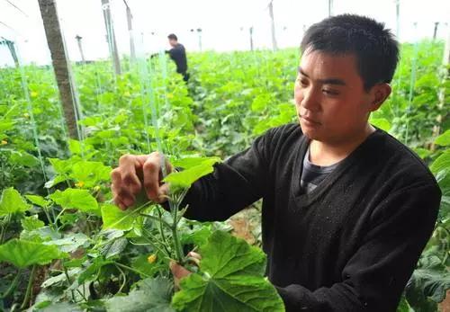 最好的十种杀菌剂,杀菌剂100种用途