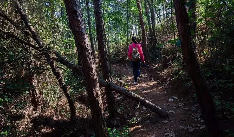 隐世原乡，又见桐花开。