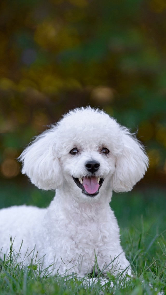 “他今天又摸我胸了”“我该怎么办?”