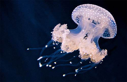 天山童姥什么武功返老还童,天山童姥为什么会北冥神功