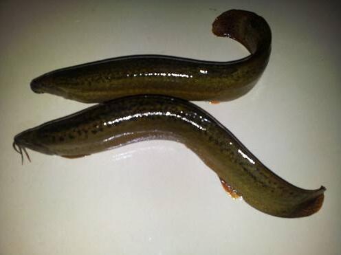 华农园青蛙泥鳅养殖,华农园特大泥鳅养殖