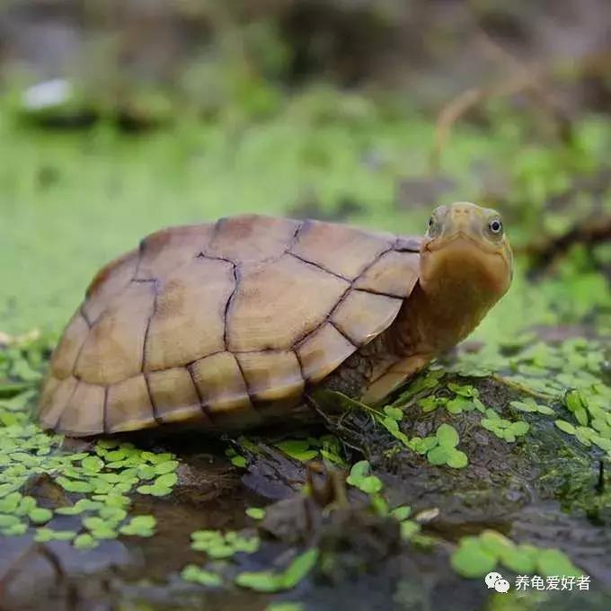 龟龟到家总是乱爬怎么办,龟无缘无故死亡