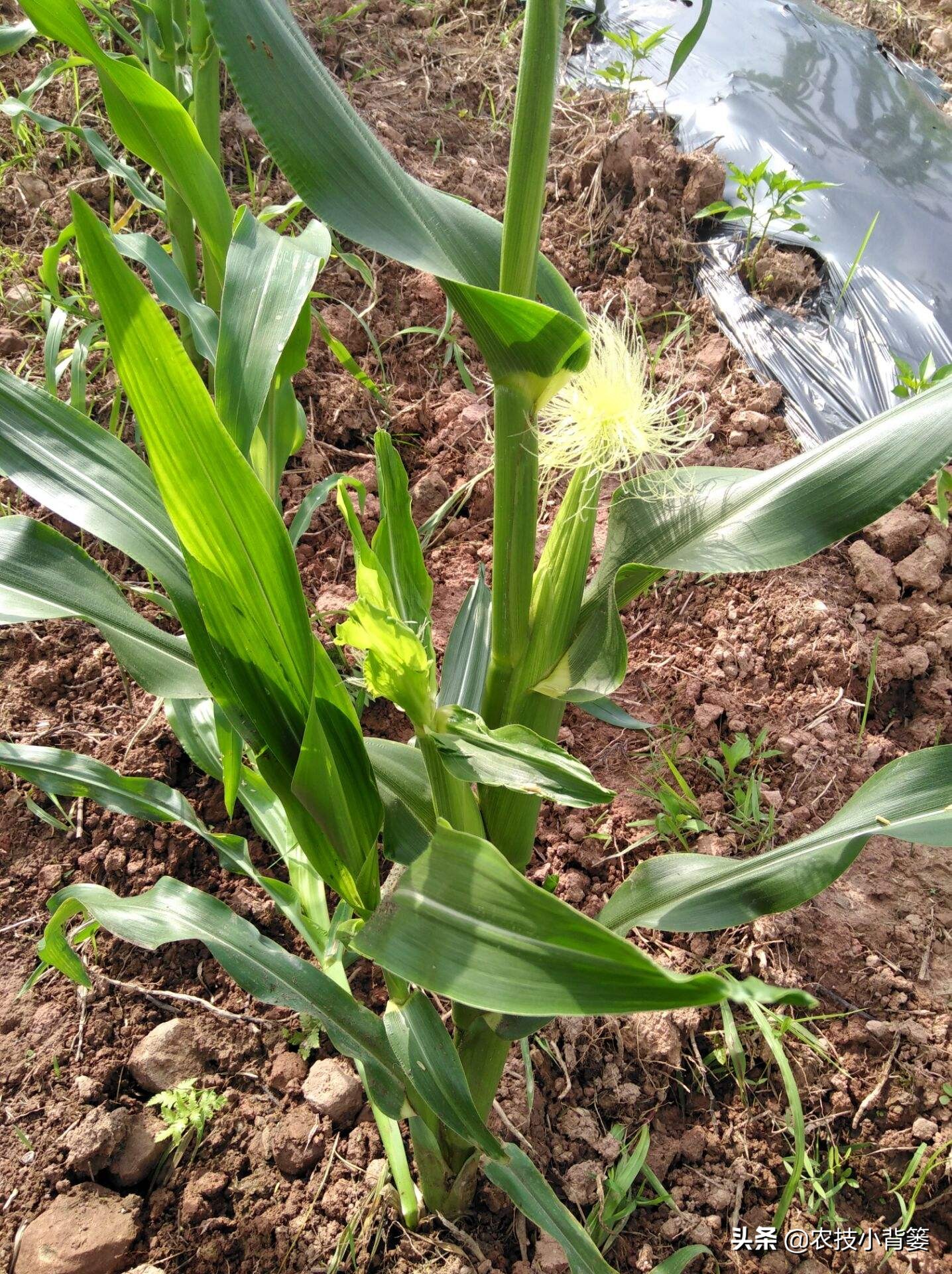 粘玉米叉子掰了好还是不掰好,玉米长叉用掰吗