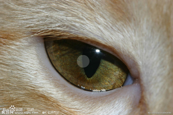 猫下呼吸道感染症状有哪些,下呼吸道感染的病毒