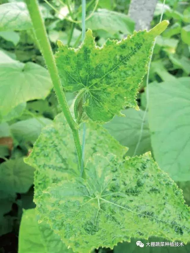 蔬菜得了病毒病会影响下一季吗,瓜果蔬菜病毒病害