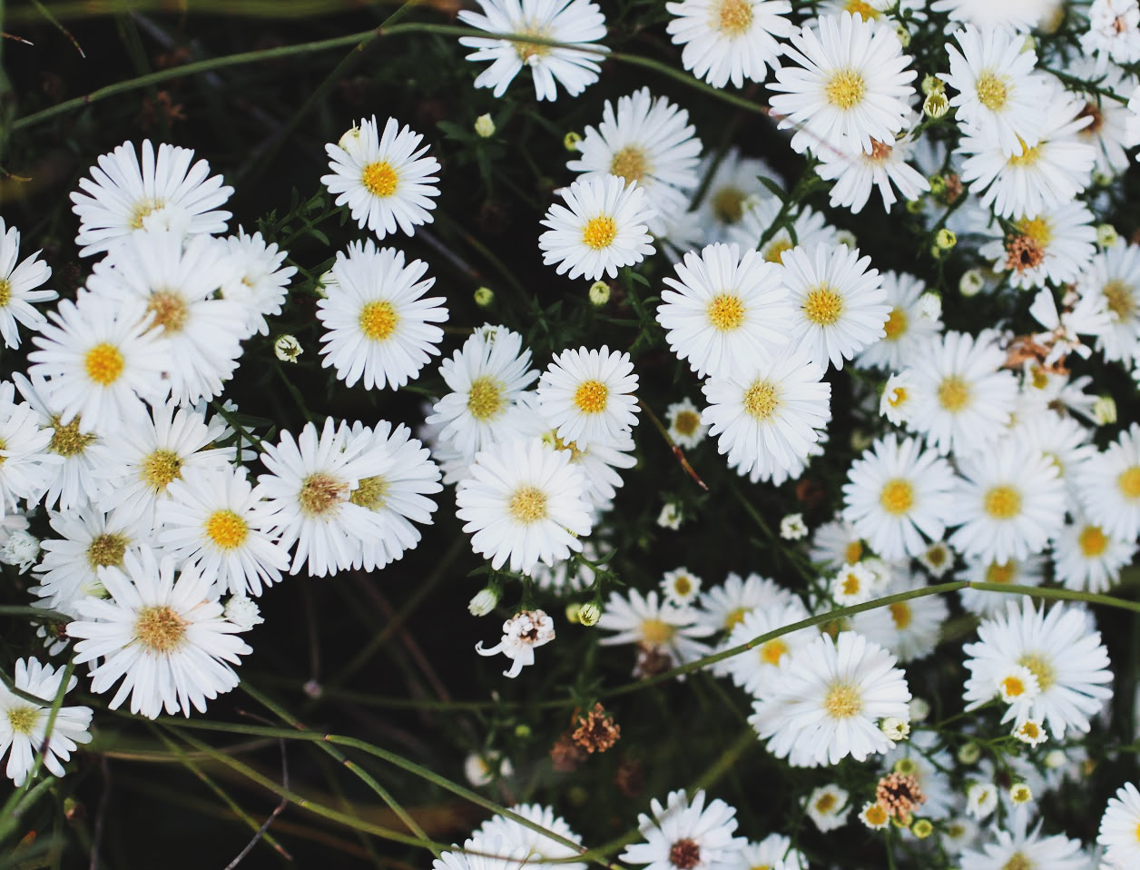 vans为什么那么火,vans为什么受欢迎