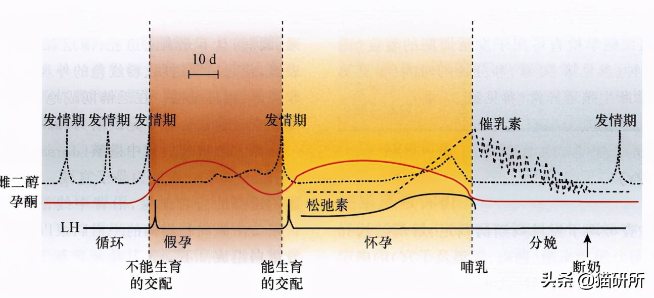 喵星人会得什么病,有什么方法能让猫咪不孕不育