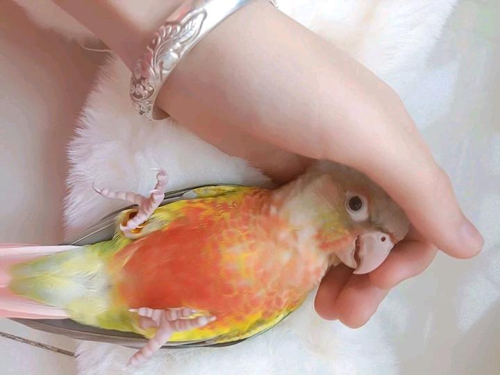 鹦鹉学会上手后该怎么训练,怎样训练鹦鹉鹦鹉才会学会说话