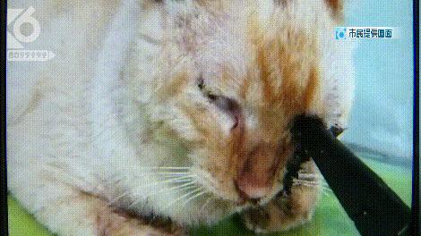 猫咪眼睛被刺了一下,小猫的眼睛被鱼叉刺穿