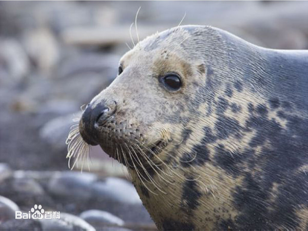 海豹动物有多可怕,国际海豹日最新消息