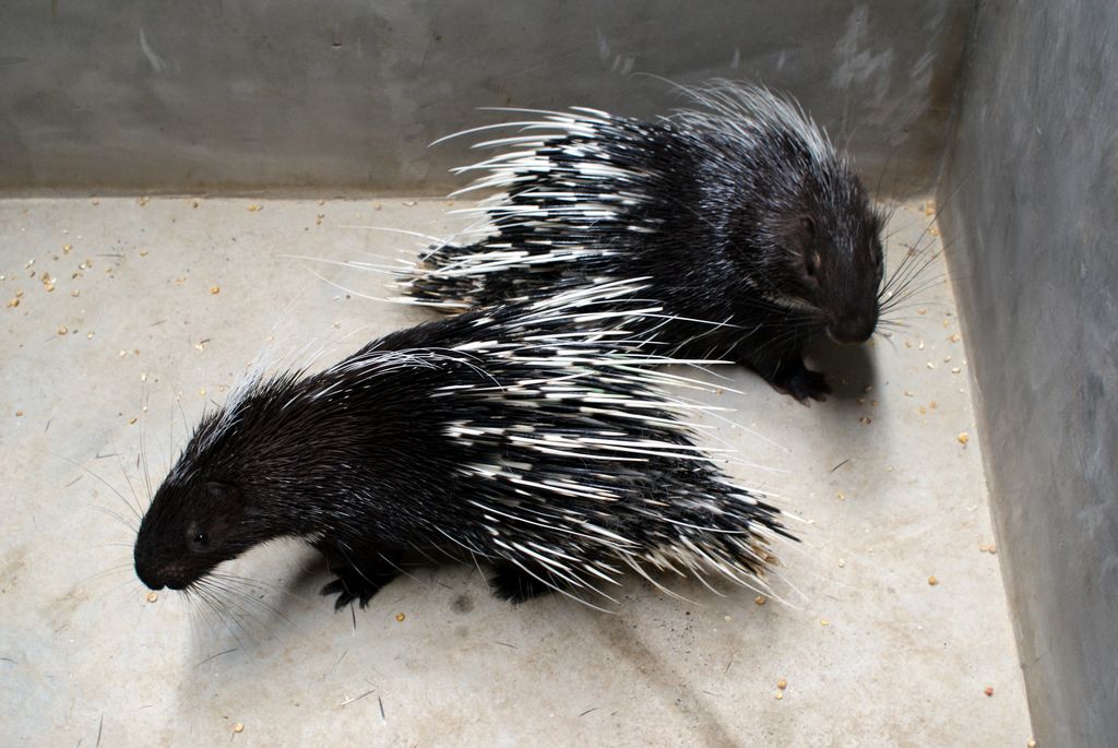 豪猪身上长满棘刺怎么办,豪猪繁育后代有几个