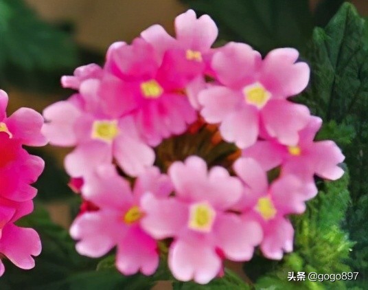 美女图片,美女小姐姐