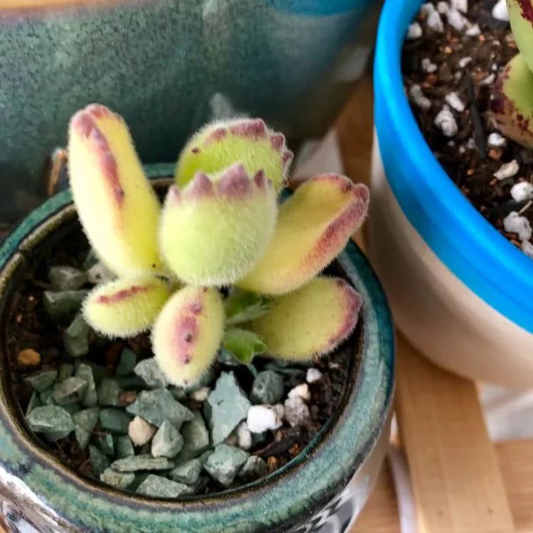 新手小白入坑多肉必看攻略,多肉新手入坑必备指南