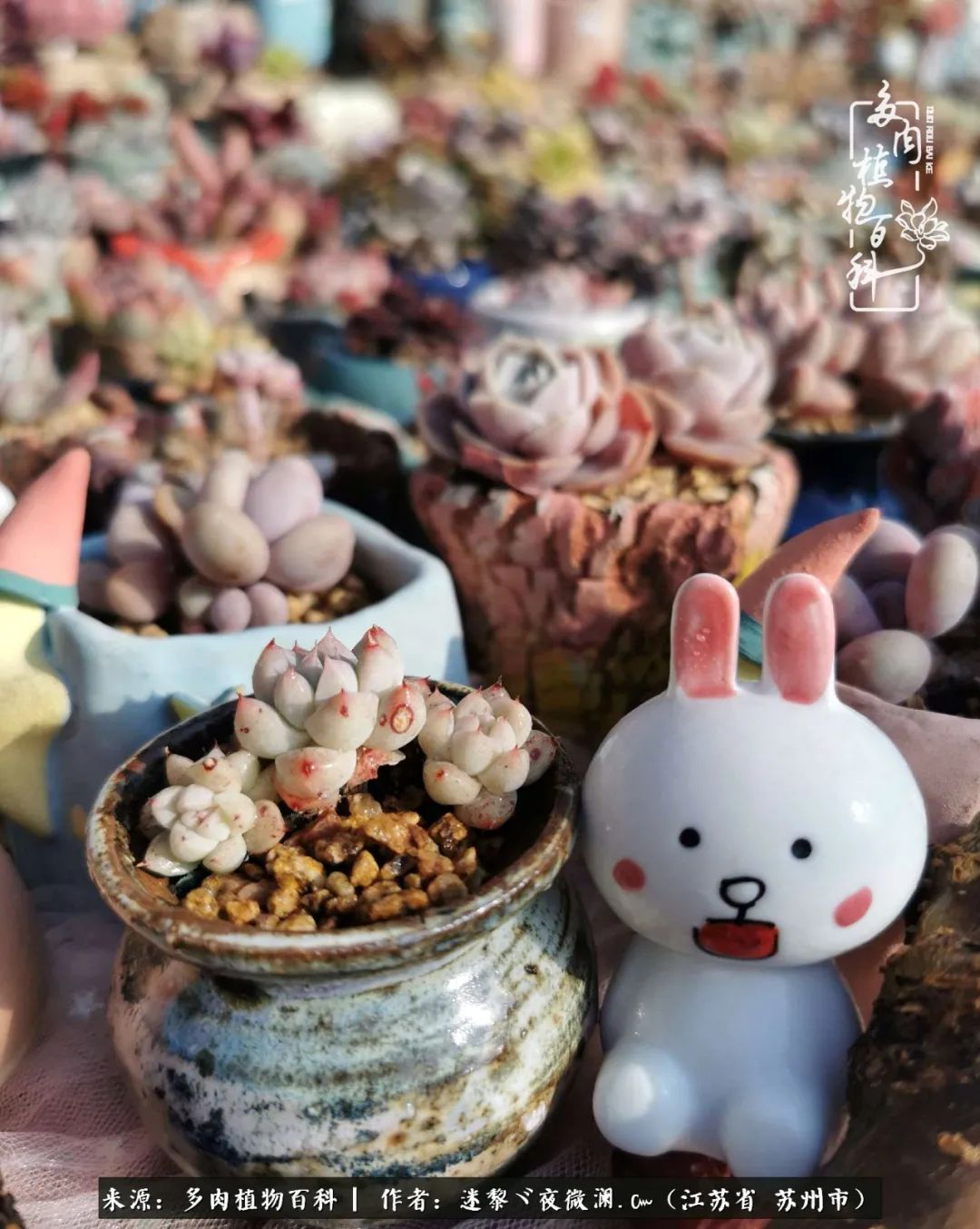 围观多肉版武林大会，一起穿越吧,下