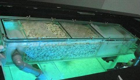 龟缸水腥臭味怎么处理,鱼缸臭味怎么解决