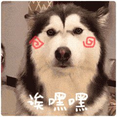 带你走进阿拉斯加雪橇犬的世界，你想了解的，这里都有