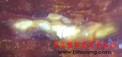 閲戞槦灏忓彾绱獉鏄惧井闀滀笅鐪熷亣,绉掓噦绾㈡湪绛夌骇