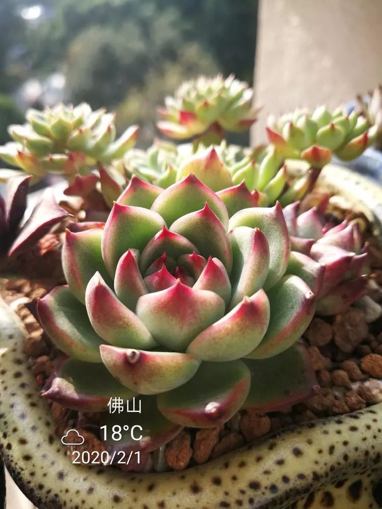 一杯清茶一道暖阳,一杯清茶温暖的时光