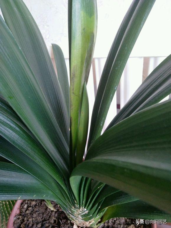 家养君子兰注意事项和养护,室内如何养君子兰具体养护方法