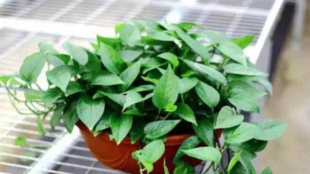 家里绿萝叶子发黄怎么办,绿萝开始有黄叶了怎么处理