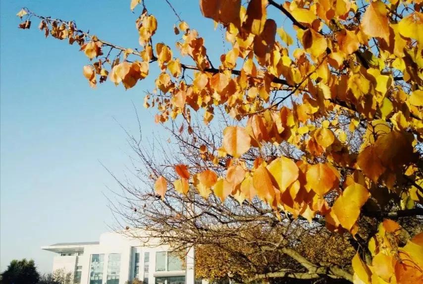 辽宁省内大学排名沈阳医学院,辽宁省沈阳医学院前景