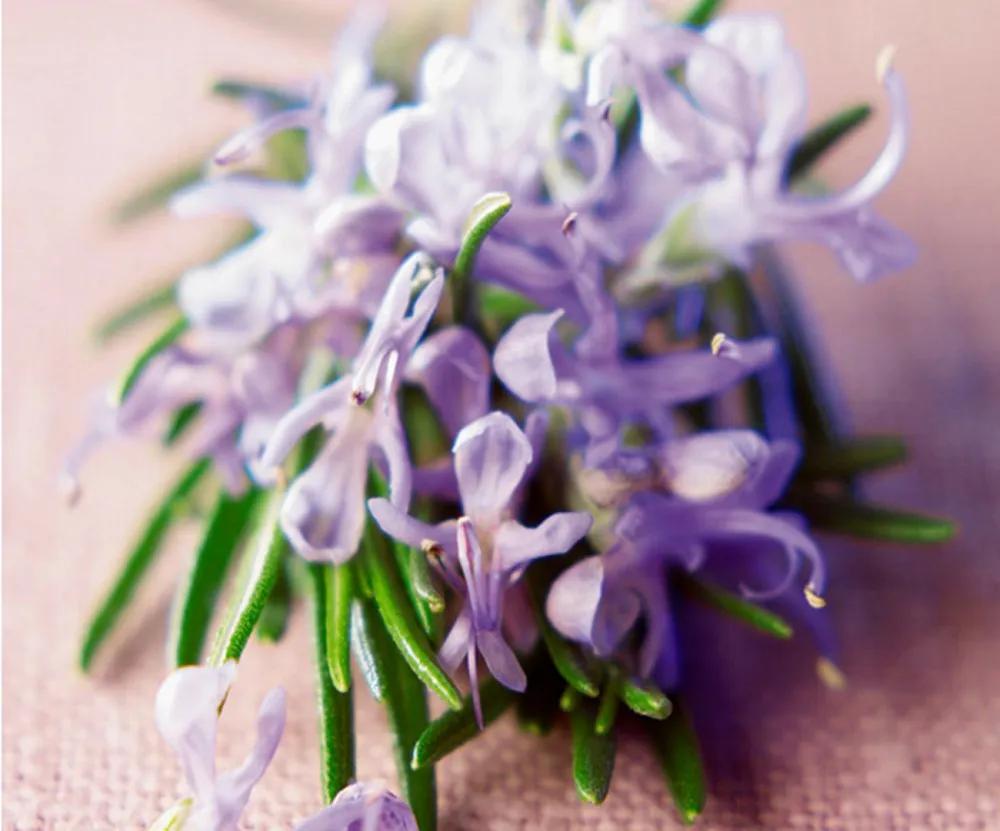 蓝紫色花系植物,蓝紫色系花境植物