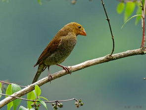 亲爱的小伙伴儿歌,亲爱的小伙伴吉他弹唱