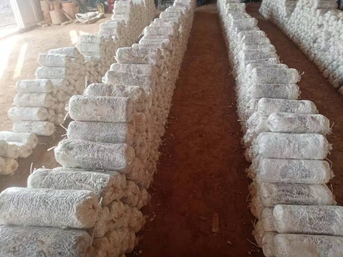 种平菇菌种怎么自己做的,自己在家可以自制平菇菌种吗