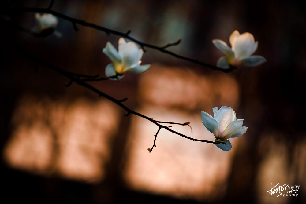 上海市市花白玉兰也叫玉兰花,白玉兰花是上海的市花吗