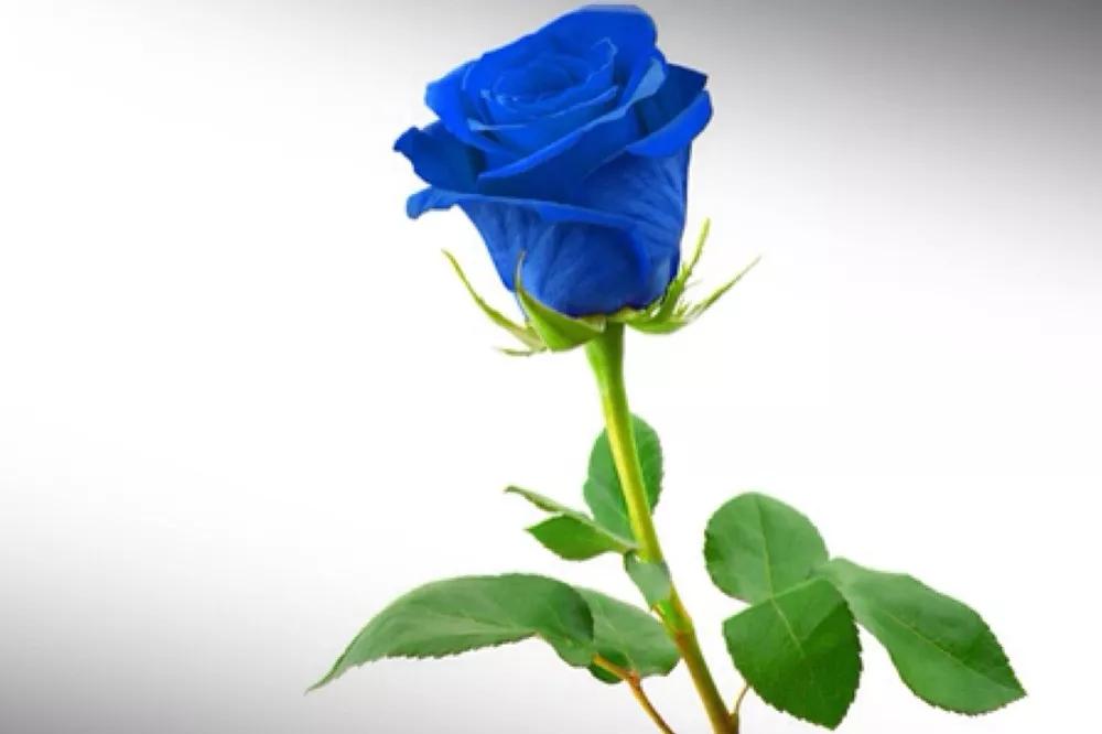 花店必备的5款玫瑰,花店最常用什么品种的玫瑰花