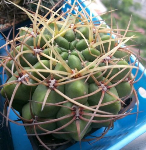 148个仙人球品种大全,100个仙人球品种