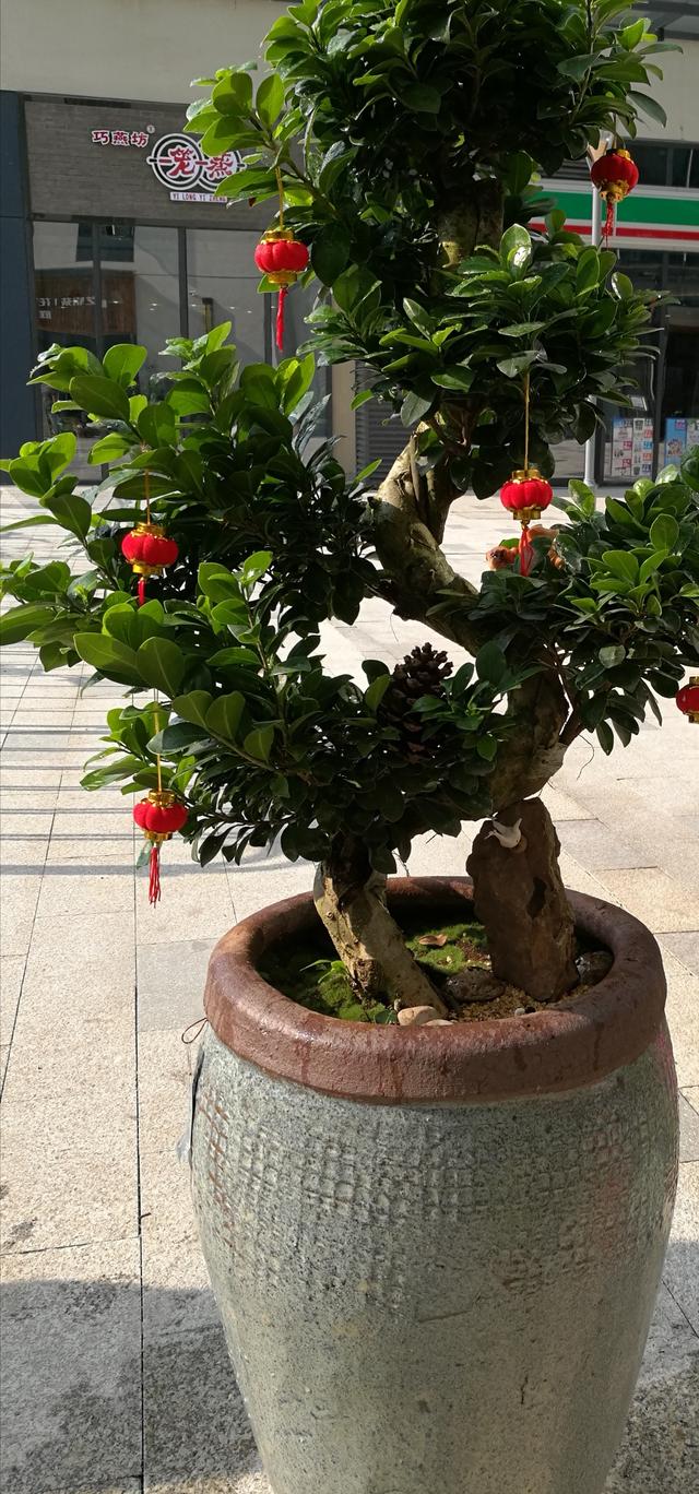 公司开业送什么盆栽植物,新店开业送什么易活盆栽植物