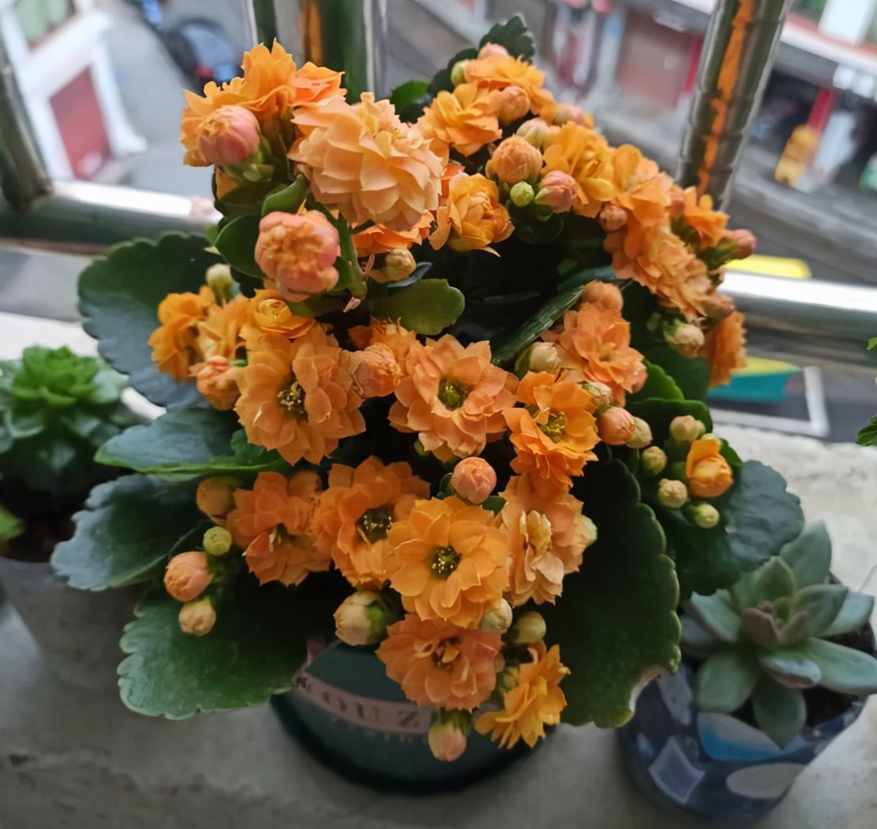 室内可以养的十大吉祥花,最好养的吉祥花有哪些