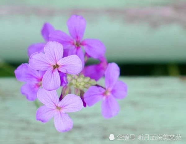 有一种爱叫等待的爱歌曲,有一种爱情叫等待为我披上婚纱