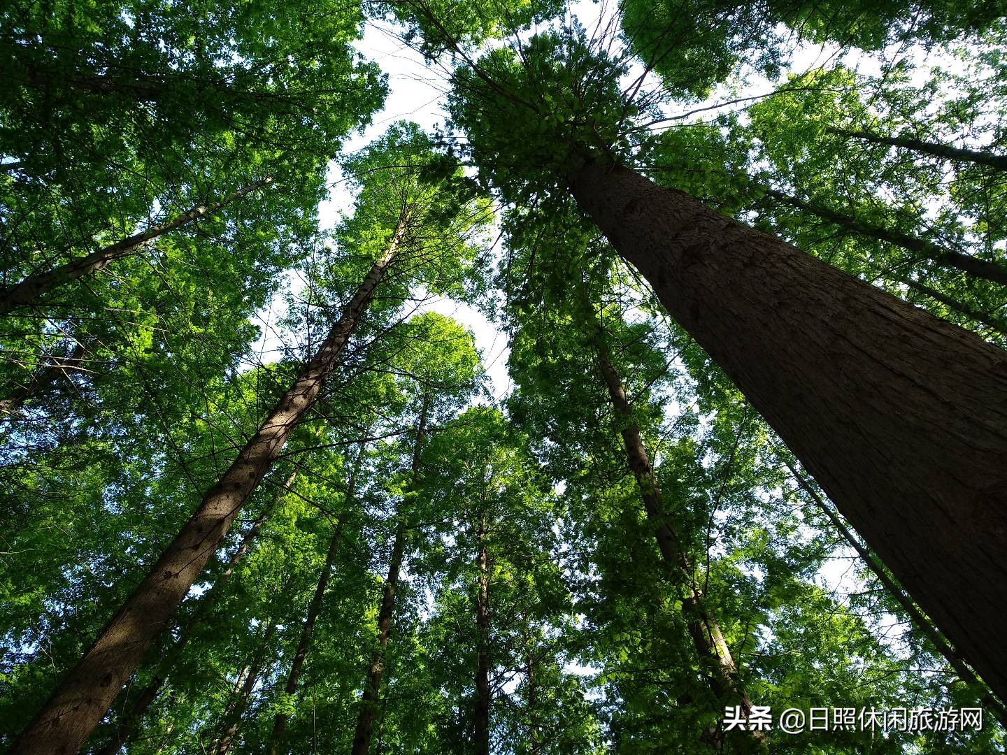 自驾日照旅游攻略带什么,江苏带孩子去日照旅游攻略