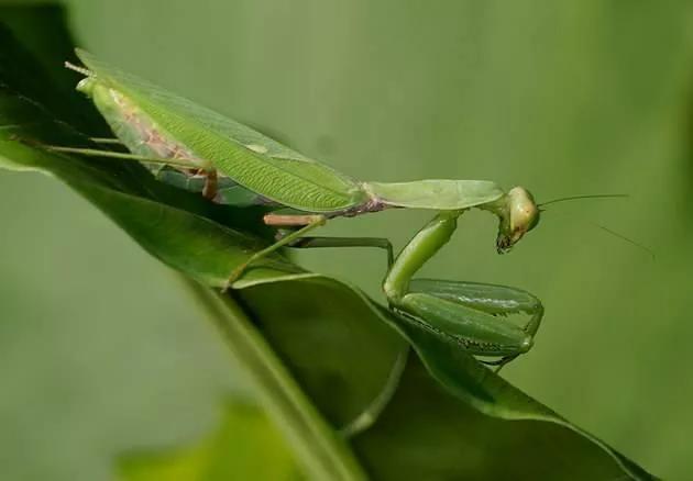 螳螂之王螳螂为什么不生了,真正的螳螂之王