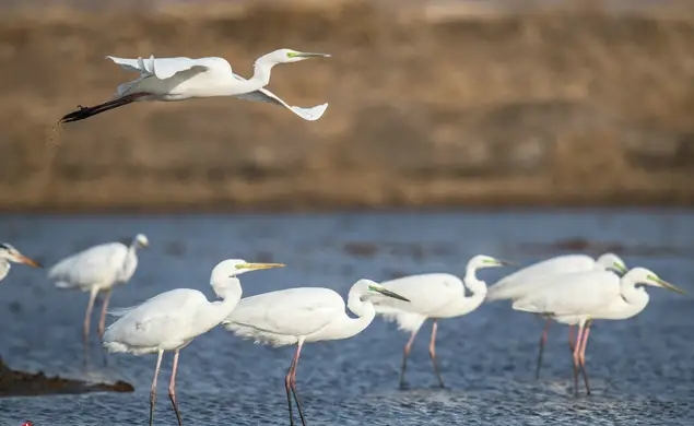 100句对偶佳句,1000个对偶佳句