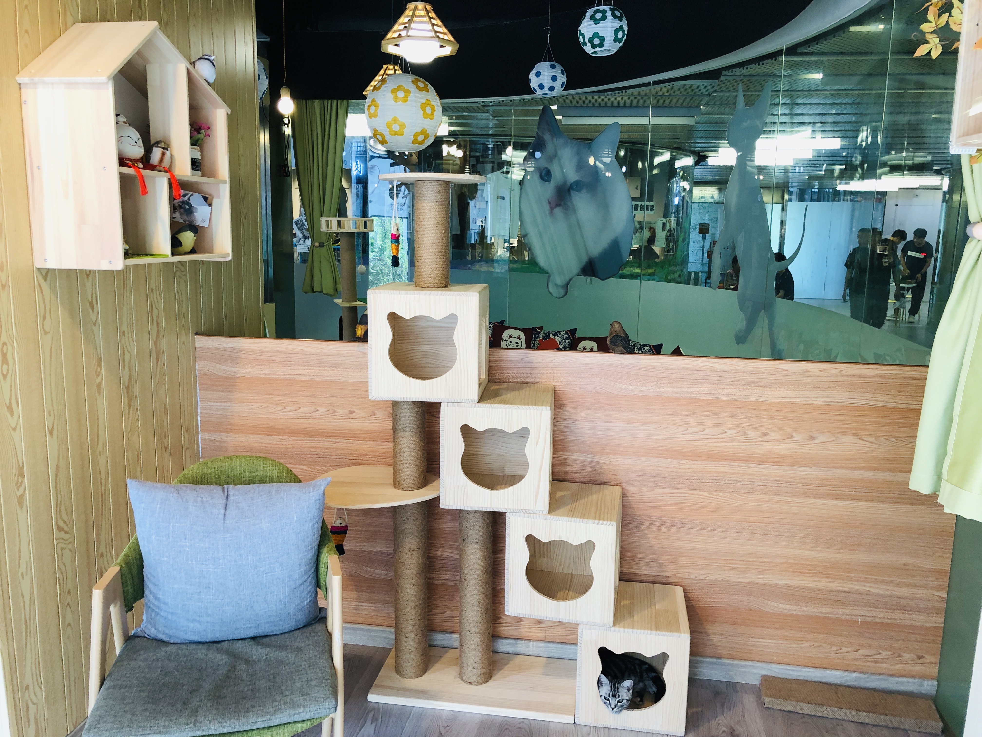 猫咪咖啡馆哪个最好,北京有名的猫咪咖啡馆