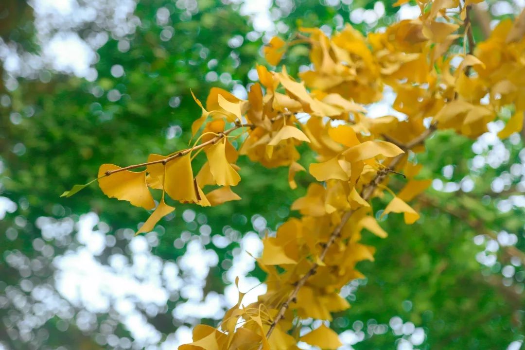 【秋色】一起逛青浦的校园,在书香中邂逅最美的秋