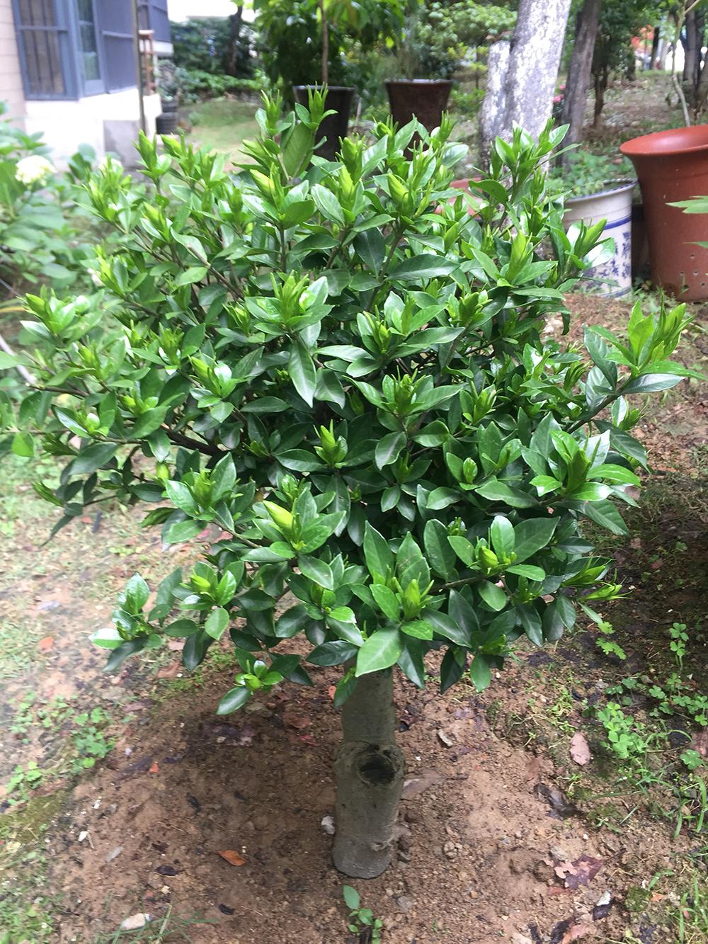 栀子花长势好还掉花苞原因,栀子花长势慢怎么办