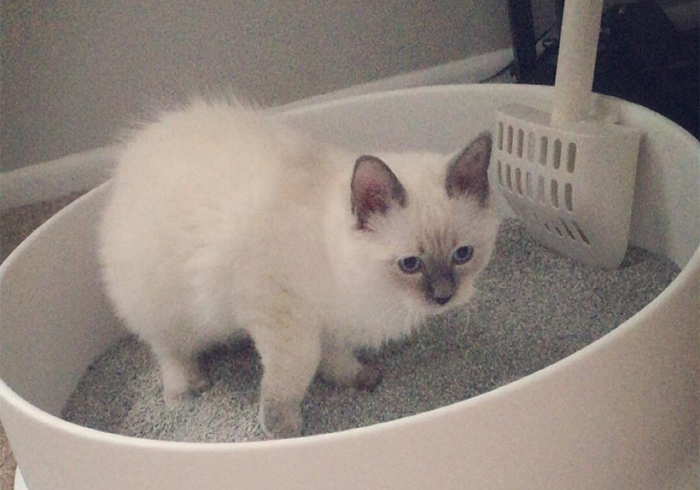 猫咪乱拉乱尿要去绝育吗,猫咪报复你的几个表现